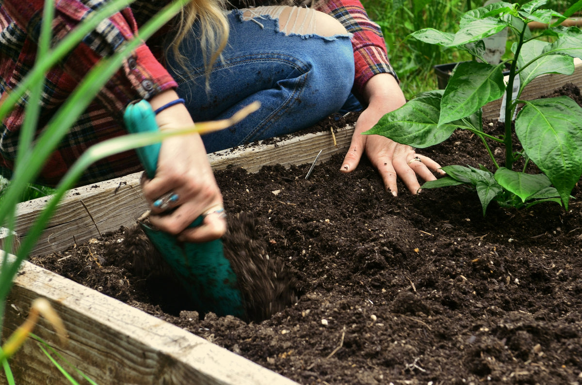 Hände setzen mit einer Pflanzkelle Jungpflanzen in ein Hochbeet aus Holz